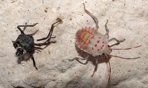 Réf. 311 797 : Halyomorpha halys